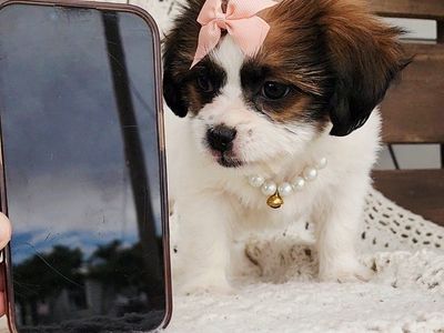 Sweet Shorkie imperial shih tzu yorkie mix