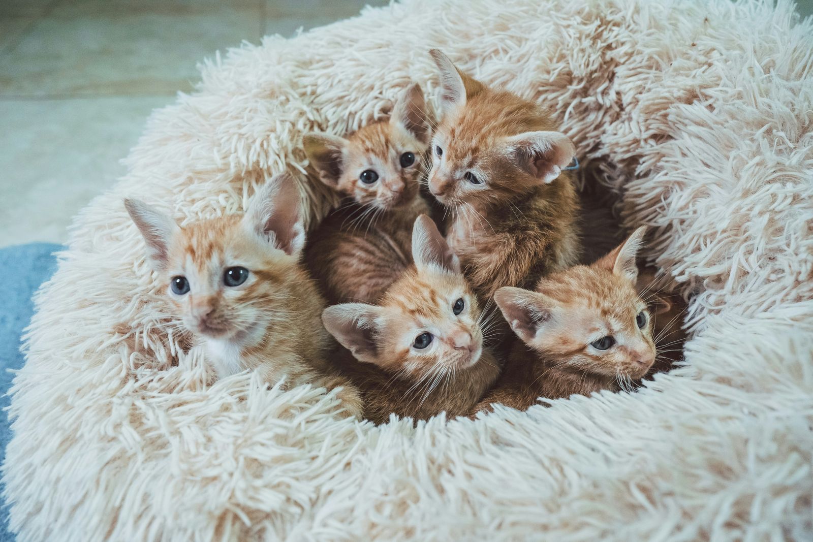 4 Orange brown Tabbie Kittens
