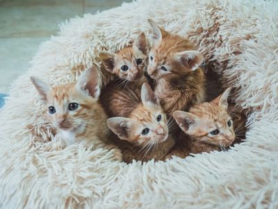 4 Orange brown Tabbie Kittens