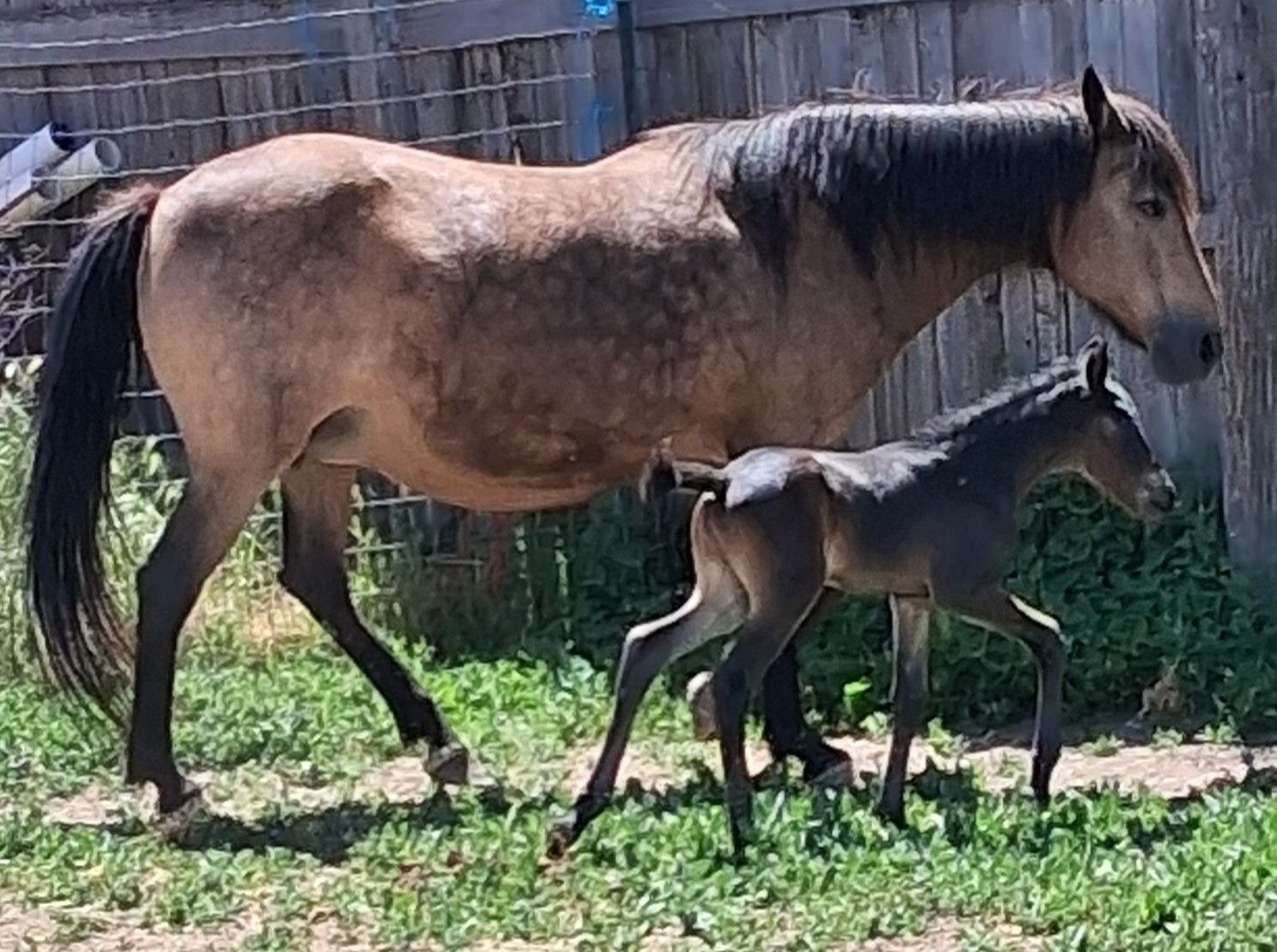 Board - Horse Boarding, Horses for Sale