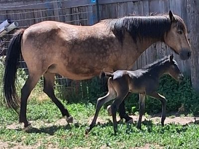 Board - Horse Boarding, Horses for Sale