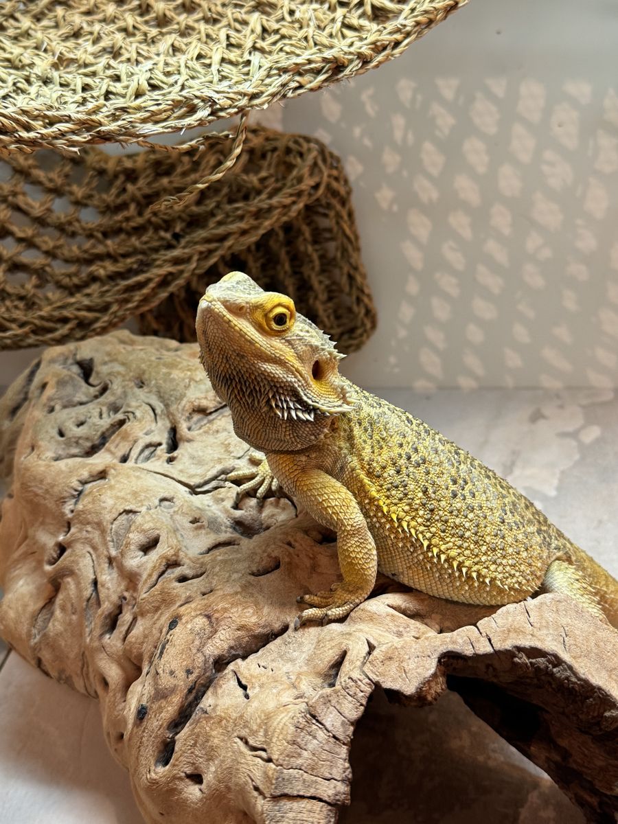 Bearded Dragon With Enclousre