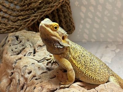 Bearded Dragon With Enclousre