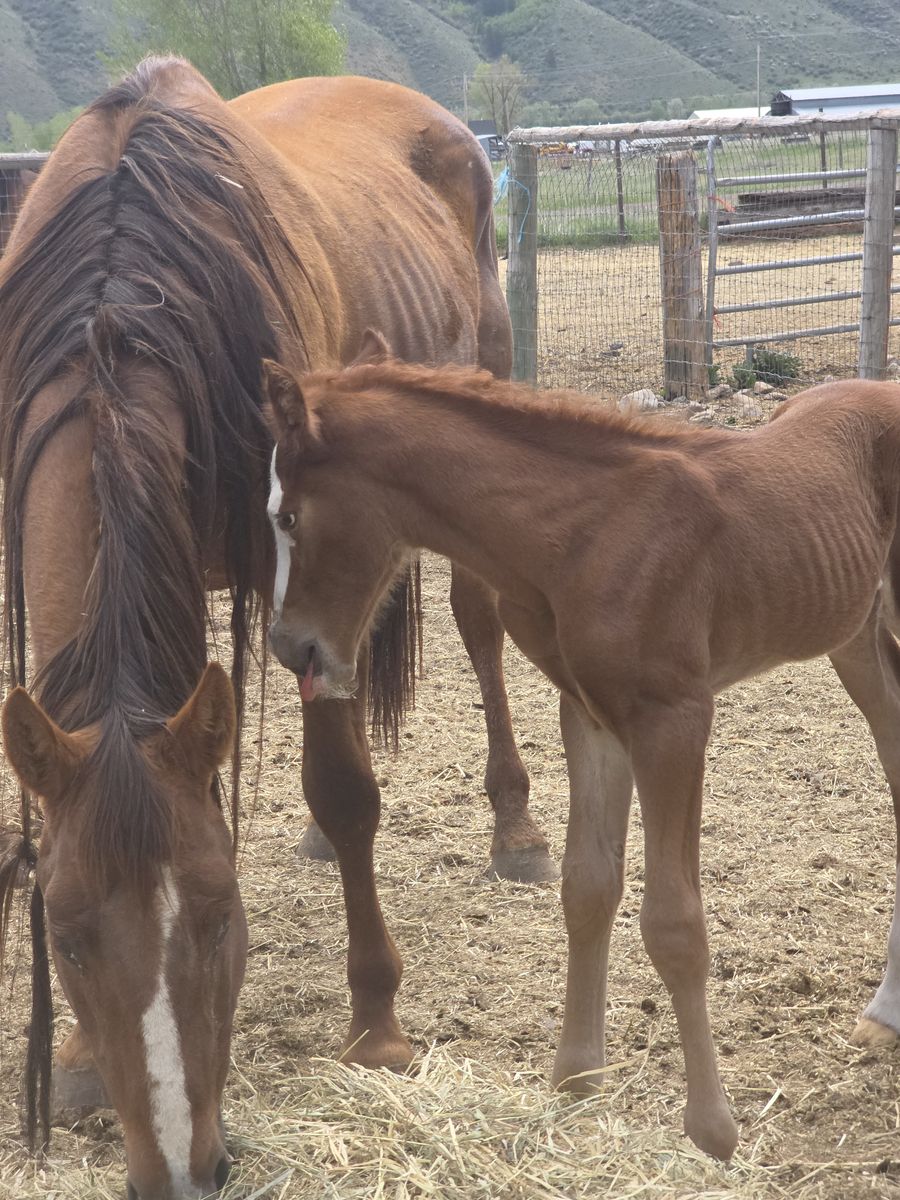 Grade mare and colt