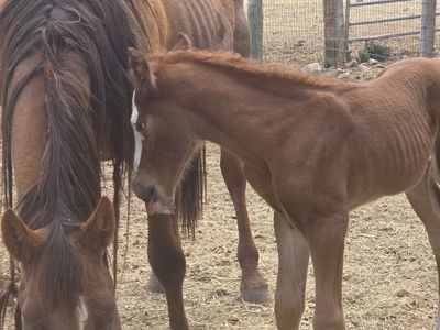Grade mare and colt