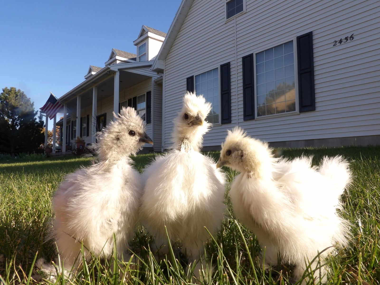 5-Week-Old Silkie Cockerels – White & Splash – Adorable + Friendly