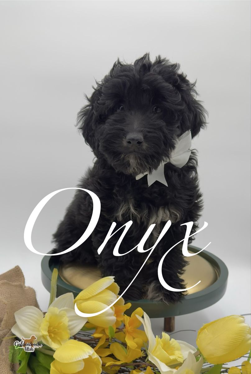 🧸 ᴹⁱᶜʳᵒ-ᴹⁱⁿⁱ Goldendoodle golden doodle