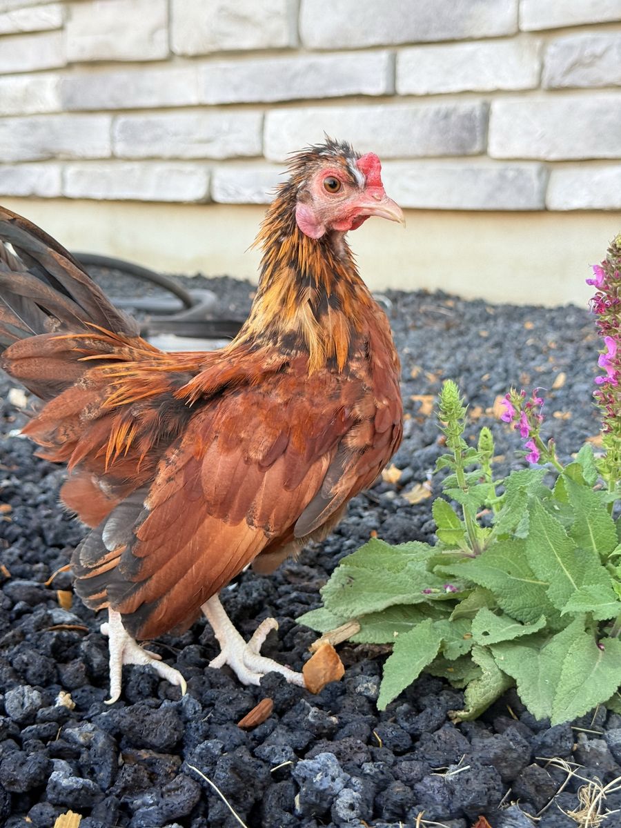 Serama cockerel for sale