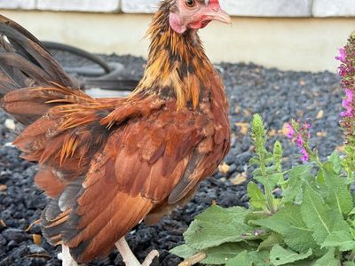 Serama cockerel for sale