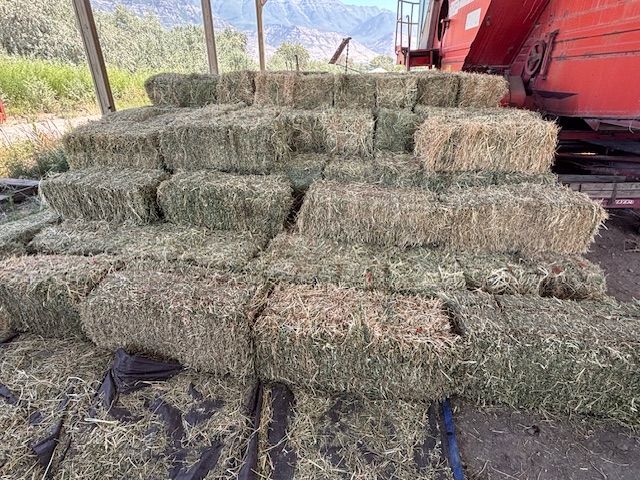 Alfalfa Hay
