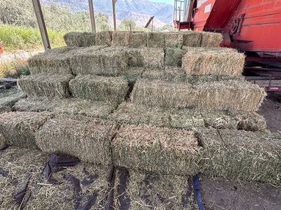 Alfalfa Hay