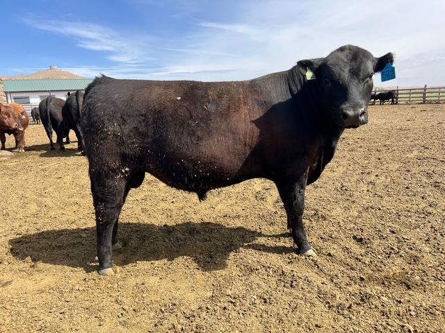 Black Angus Bulls