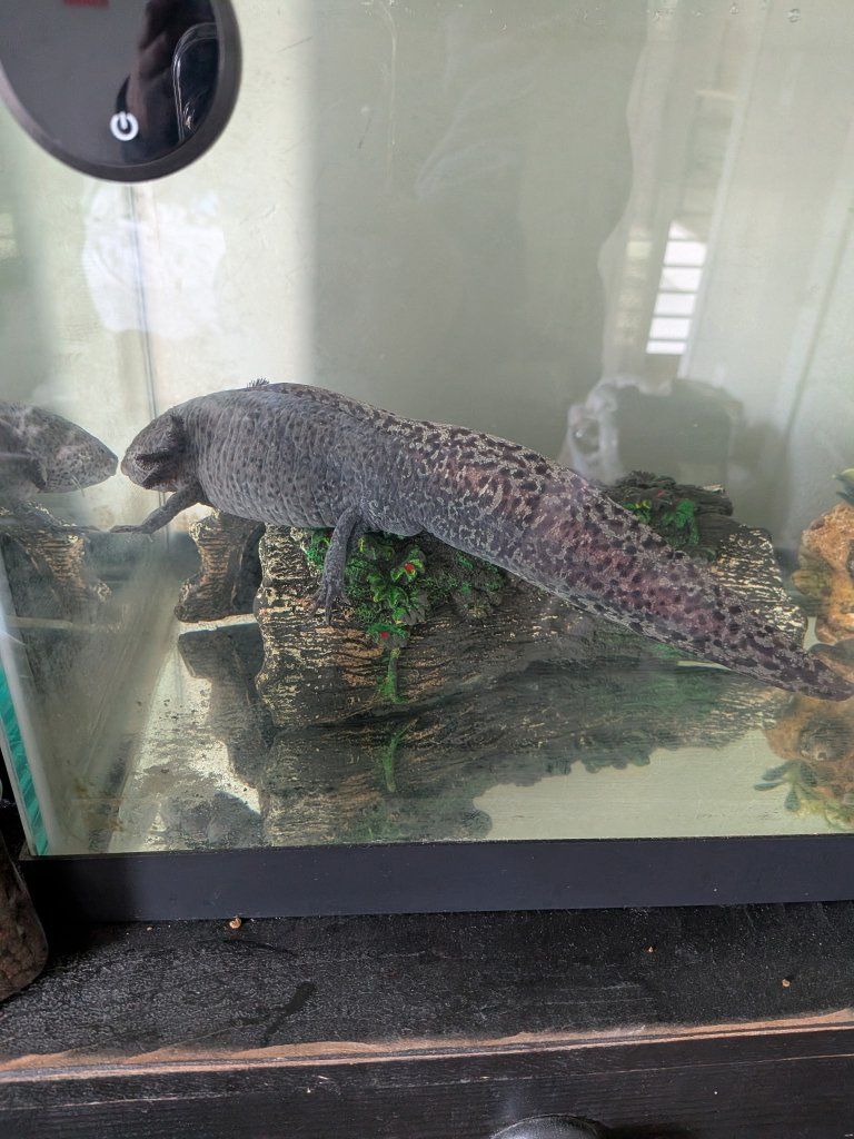 Pet Axolotl - Healthy & Active Aquatic Salamander