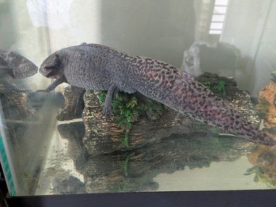 Pet Axolotl - Healthy & Active Aquatic Salamander
