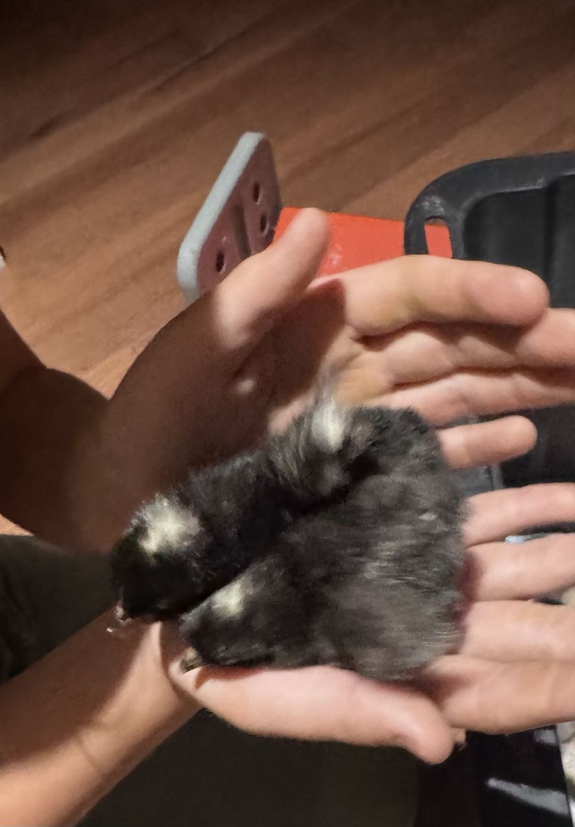 Barnyard Mix Chicks