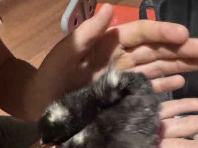 Barnyard Mix Chicks