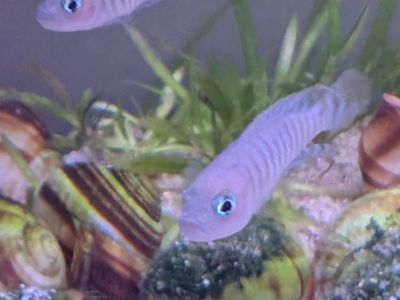 Shelldweller - Neolamprologus Multis