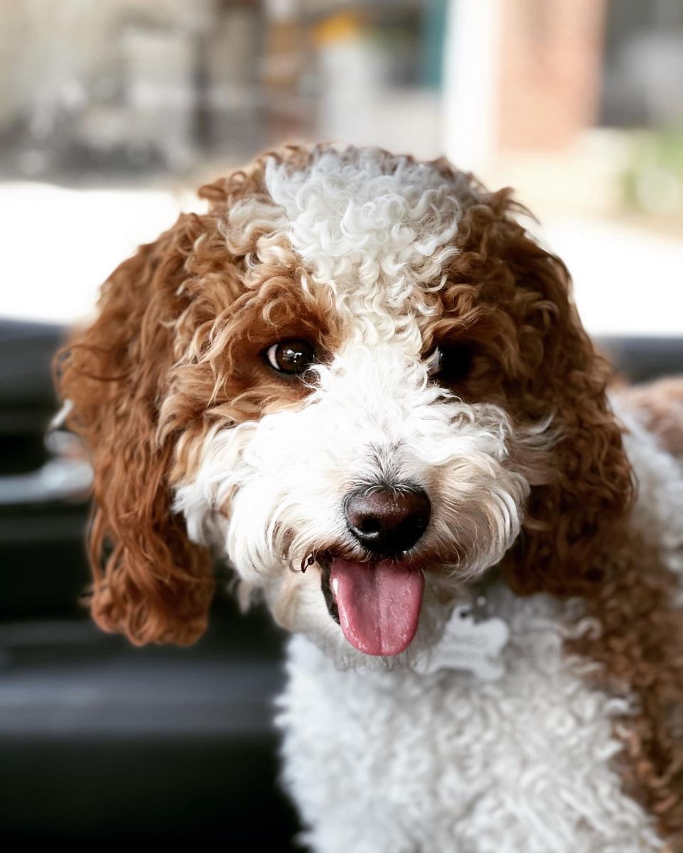 Gorgeous Deep red/white AKC MINI POODLE STUD