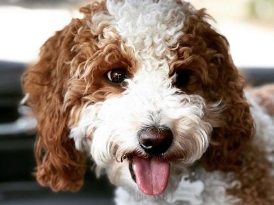 Gorgeous Deep red/white AKC MINI POODLE STUD