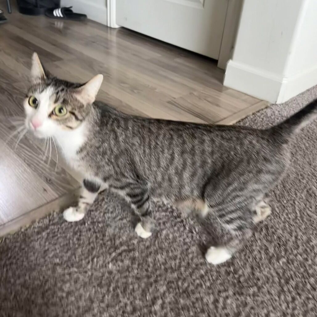 Domestic Short Hair