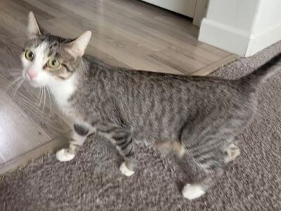 Domestic Short Hair