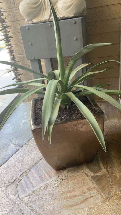 Cactus Agave and Vietnamese Copper Pot