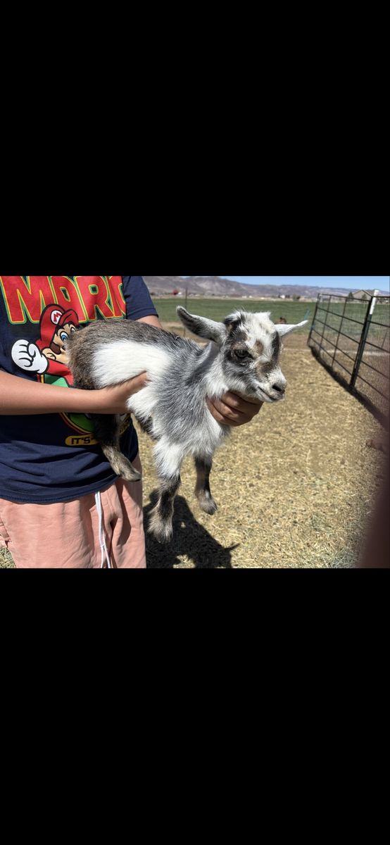 Nigerian Dwarf Goat Kids