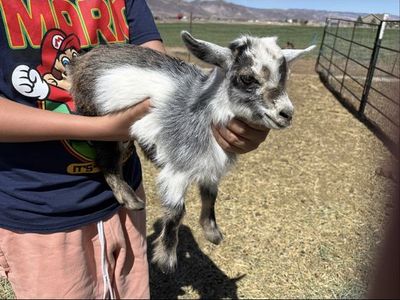Nigerian Dwarf Goat Kids