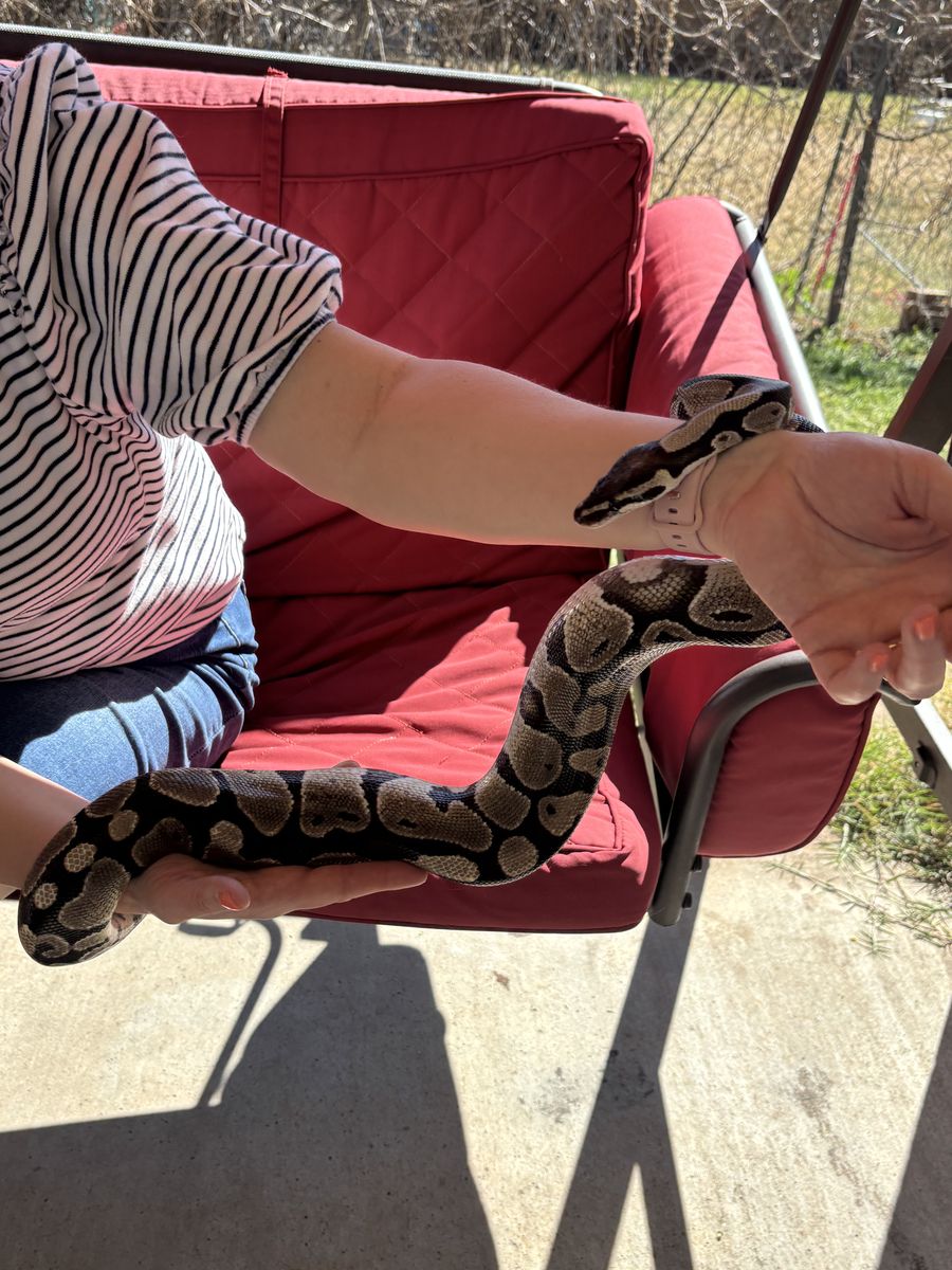 Ball Python and Tank