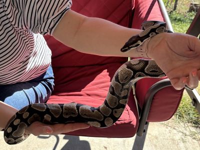 Ball Python and Tank