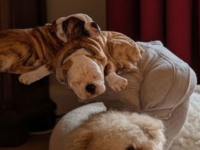 Olde English bulldog