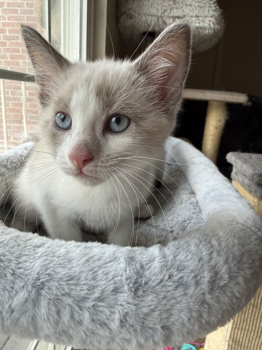 Snowshoe Siamese kittens