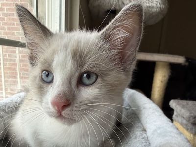 Snowshoe Siamese kittens