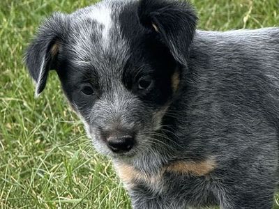 HEELER - MINI HEELER PUPS 1 CHOCOLATE FEMALE AND 2 MALES AVAILABLE- DELIVERY POSSIBLE FOR A FEE!