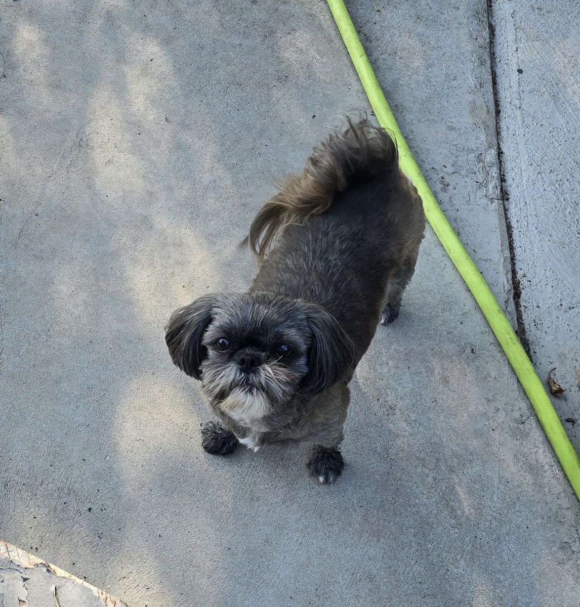 6.5 yr old female Shih Tzu