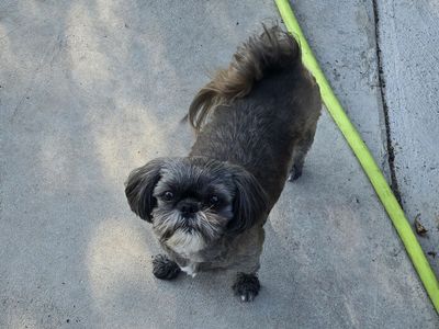 6.5 yr old female Shih Tzu
