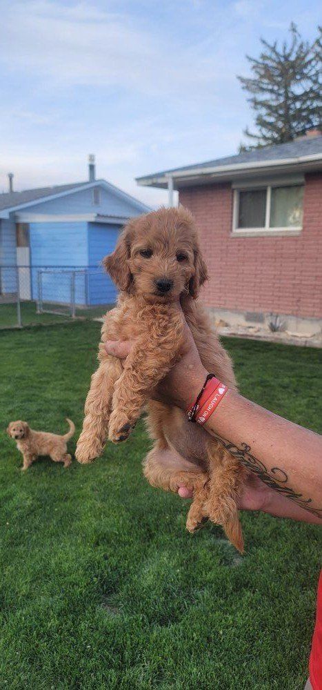 10 week old Mini golden doodle