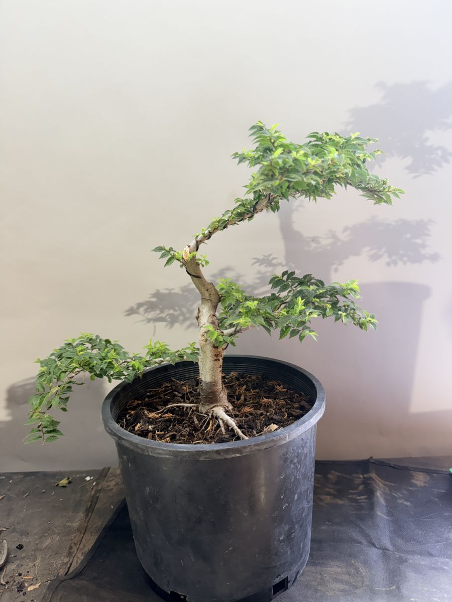 Siberian Elm Bonsai