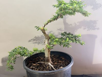 Siberian Elm Bonsai