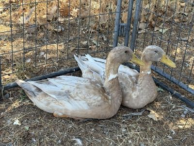Free Fawn Runner / Buff Orpington Male Ducks