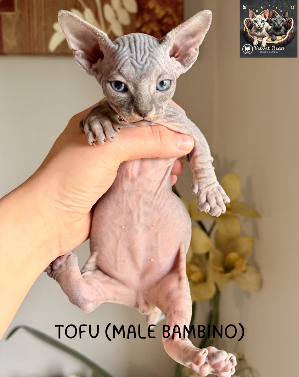 Sphynx & Bambino Kittens - Only 1 Cutie Left!