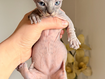 Sphynx & Bambino Kittens - Only 1 Cutie Left!