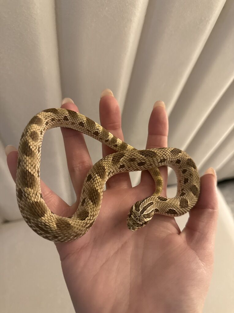 Hognose Conda Female