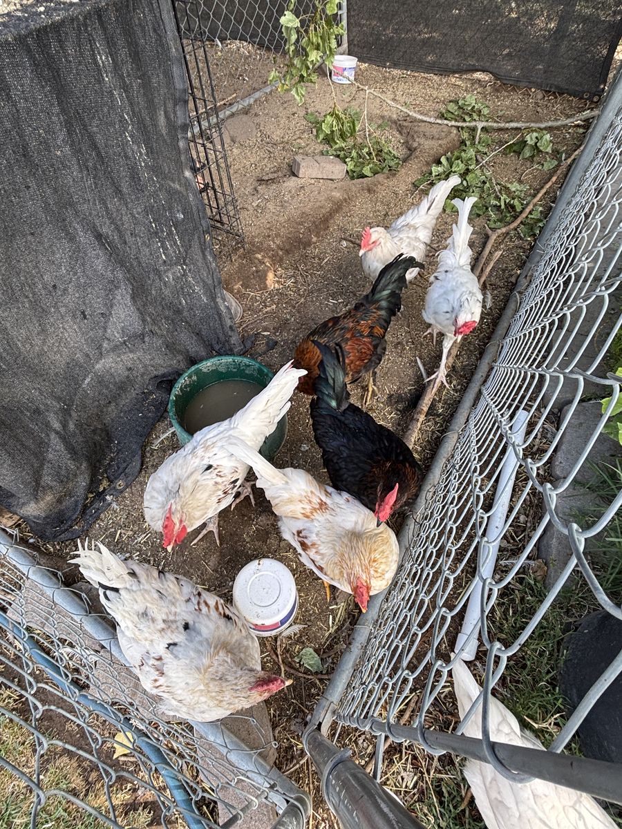 FREE Roosters