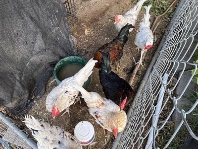 FREE Roosters