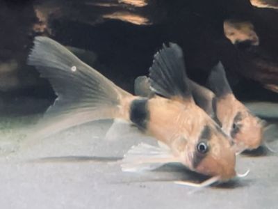 Long Fin Corydora Catfish