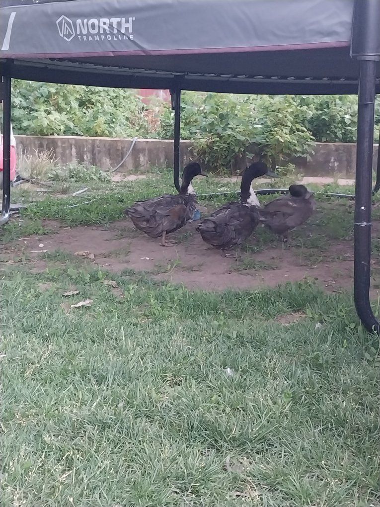 3 Blue Swedish/Rouen Ducks