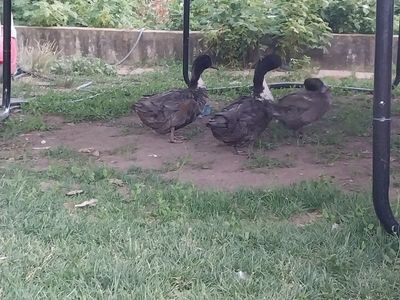 3 Blue Swedish/Rouen Ducks