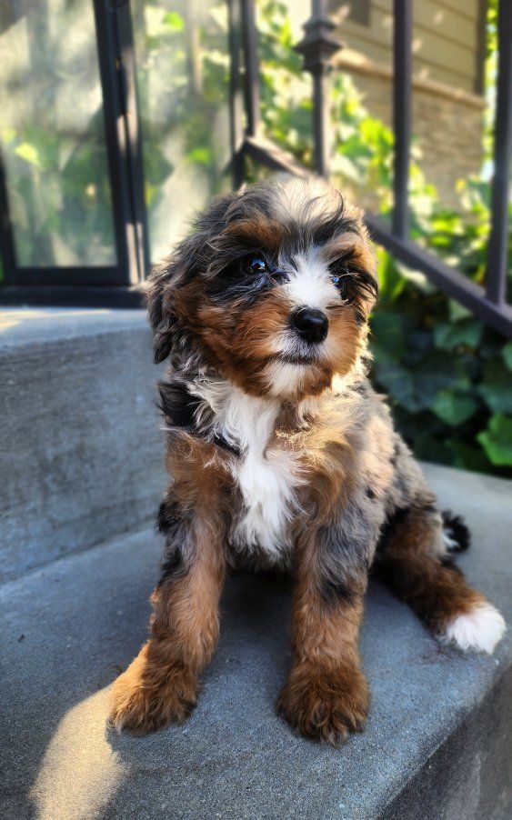 Micro Mini Bernedoodle 8-10 lbs