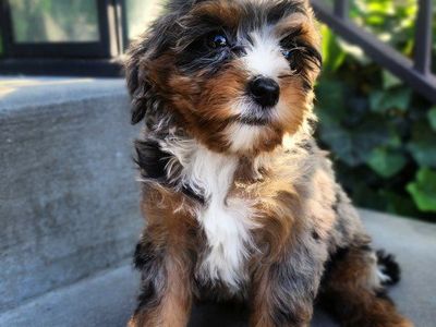 Micro Mini Bernedoodle 8-10 lbs